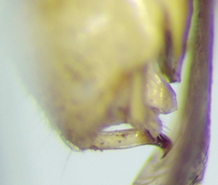 Zelus cervicalis