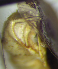 Zelus cervicalis