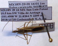Zelus cervicalis