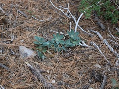 Lupinus cervinus