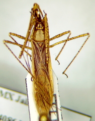 Zelus cervicalis