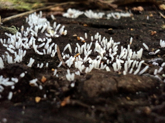 Stemonitopsis typhina