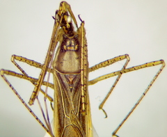 Zelus cervicalis