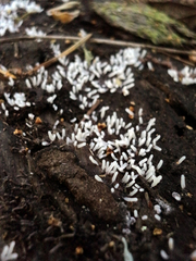 Stemonitopsis typhina