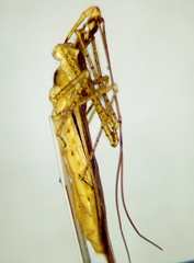 Zelus cervicalis