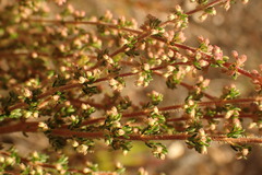 Erica leucopelta