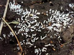 Stemonitopsis typhina