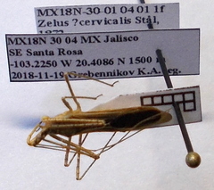 Zelus cervicalis