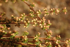 Erica leucopelta