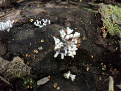 Stemonitopsis typhina