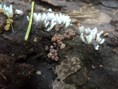 Stemonitopsis typhina