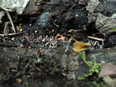 Stemonitopsis typhina