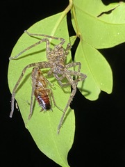 Heteropoda procera