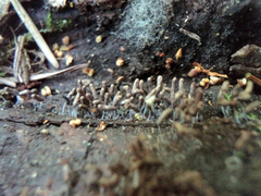 Stemonitopsis typhina