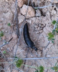 Berberomeloe tenebrosus