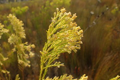 Leucadendron ericifolium