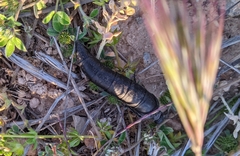 Berberomeloe tenebrosus