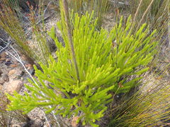 Leucadendron ericifolium