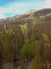 Leucadendron ericifolium