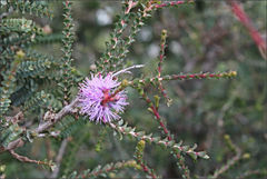 Melaleuca gibbosa