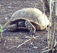 Centrochelys sulcata