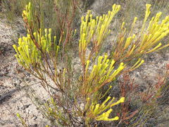 Leucadendron olens