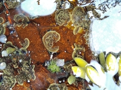 Mesophyllum lichenoides