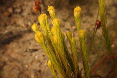 Leucadendron olens