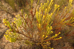 Leucadendron olens