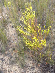 Leucadendron olens