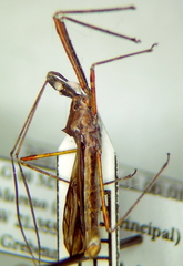 Zelus tetracanthus