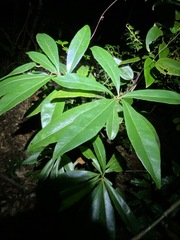 Planchonella chartacea