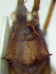 Zelus tetracanthus