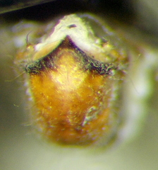 Zelus tetracanthus