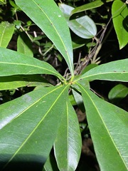 Planchonella chartacea