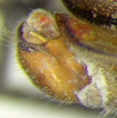 Zelus tetracanthus