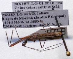 Zelus tetracanthus