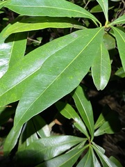 Planchonella chartacea