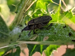 Epimeces