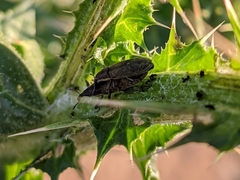 Epimeces