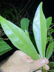 Planchonella chartacea