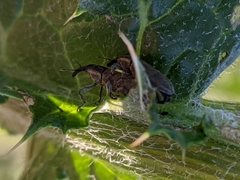 Epimeces