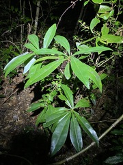 Planchonella chartacea