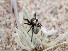 Euophrys uralensis