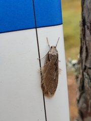 Semioscopis avellanella