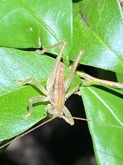 Agraeciini