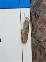 Semioscopis avellanella
