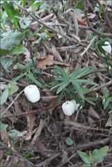 Billardiera longiflora