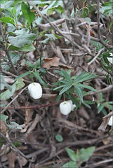Billardiera longiflora