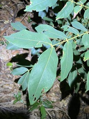 Archidendron lovelliae